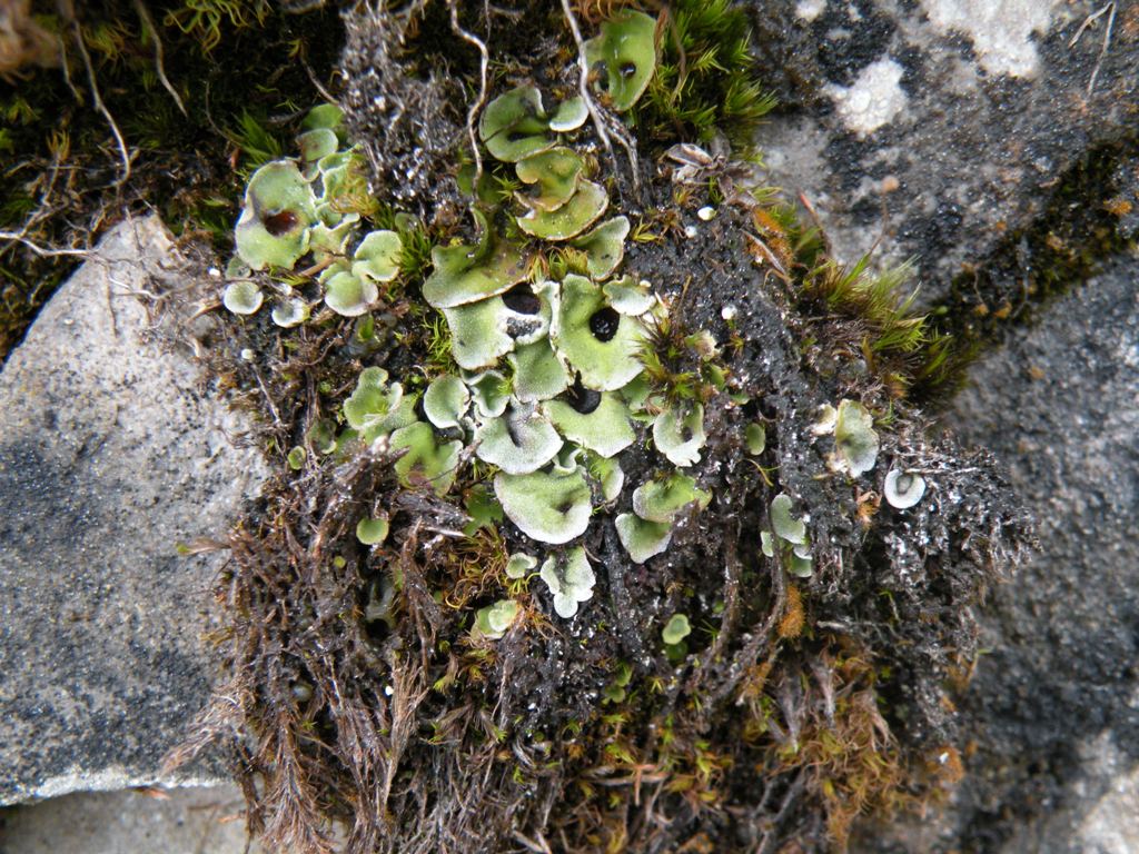 Licheni sul Pizzo Camino